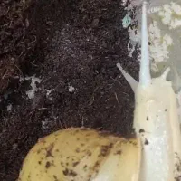 خاویار حلزون|خزنده|شیراز, تندگویان|دیوار