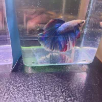 ماهی فایتر|ماهی|شهریار, شهریار|دیوار