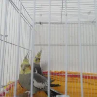 عروس هلندی|پرنده|کاشمر, |دیوار