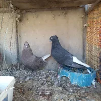 نرماده دم سفید کاکل