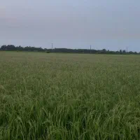 زمین مزروعی و باغ کیوی۶۸۰۰متری