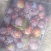 الو سیاه و شلیل