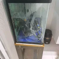 فروش یک عدد آکواریوم|ماهی|میناب, |دیوار