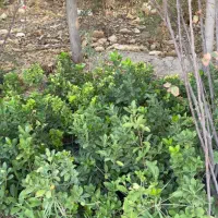 فروش انواع نهال بن بالا