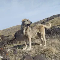 سگه ماده گمشده|حیوانات|زنجان, |دیوار