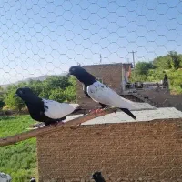 کبوتر سینه ای .کله ای.دم قهوه ای|پرنده|نهاوند, |دیوار