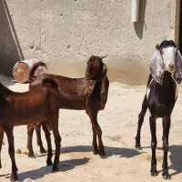 درودتان باد|حیوانات مزرعه|لامرد, |دیوار