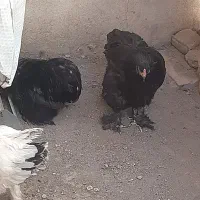 مرغ برهما وخروس کوشین