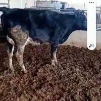 نوبرتلیسه شکم اول ده روزدیگه مانده به زایش