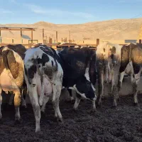 گاو و گوساله