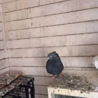 سرخ باسینه ایی|پرنده|خرمشهر, |دیوار