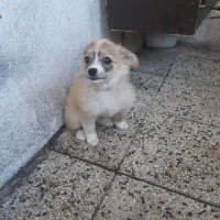 سگ خارجی نژادپاگ|سگ|یاسوج, |دیوار