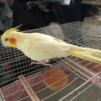 یک عدد عروس هلندی به قیمت ۴۰۰ تومان