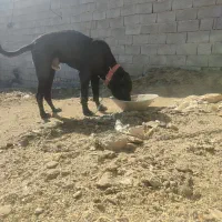 توله ده ماه|سگ|تربت جام, جلگه موسی آباد|دیوار