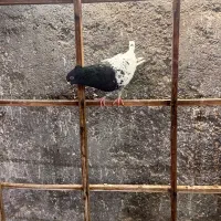 کفتر فروشی کرمونی|پرنده|مشهد, کارمندان دوم|دیوار