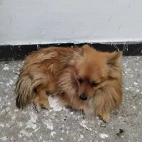 سگ پامر روباهی