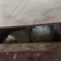 عروس هلندی جفت لوتینو روی تخم