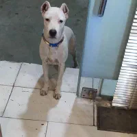 سگ نگهبان|سگ|ماهدشت, |دیوار