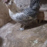 ۱عدد مرغ نژاد دار ۶۰۰ تومان ۱عدد مرغ جنگلی ۴۵۰|حیوانات مزرعه|مشهد, سجادیه|دیوار