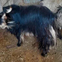 ا عدد دوبر روزگاری ...|حیوانات مزرعه|گتوند, |دیوار