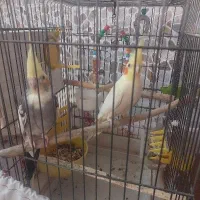 پرنده