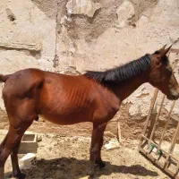 ی کره اسب خوب سرحال
