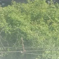 فروش زمین به همراه ملک کلنگی به متراژ ۱۸۰۰ متر