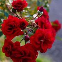 معاوصه زمین زعفران