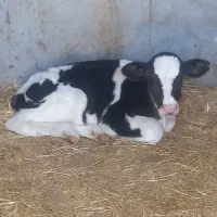 گوساله شیری ماده