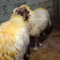 شک ورن قوچ سنجابی اصیل