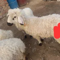 گوسفند چاق پروار