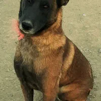 بلژین مالینویز