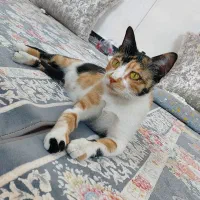 واگذاری رایگان گربه