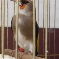 سهره دورگ استثنایی جثه درشت