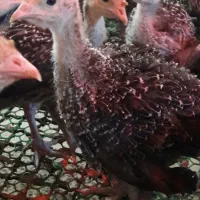 فروش جوجه بوقلمون دو ماهه و سه ماهه