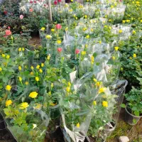 گل وگیاه|گل و گیاه طبیعی|محلات, |دیوار