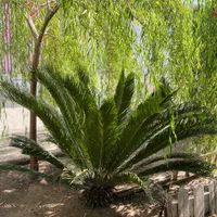گیاه سیکاس