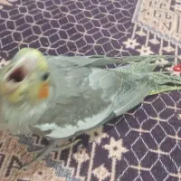 عروس هلندی|پرنده|جزنیک, |دیوار