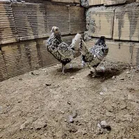 دو عدد مرغ سبرایت سیلور|حیوانات مزرعه|اصفهان, کارلادان|دیوار