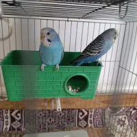 مرغ عشق نر و ماده