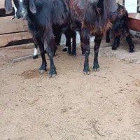 بز بزغاله دار