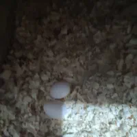 عروس هلندی یا عروس پاریس|پرنده|سوسنگرد, |دیوار