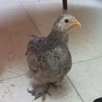 جوجه کوشین ۳ ماهه|حیوانات مزرعه|رشت, بلوار گیلان|دیوار