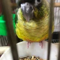 گرینچیک|پرنده|محمدیه-قزوین, |دیوار