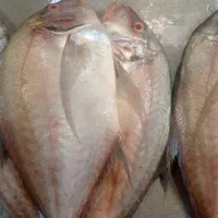 سلام ماهی فروش کنگانی|ماهی|بندر ماهشهر, |دیوار