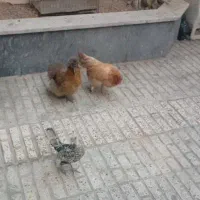 مرغ ابریشمی تخم گذار