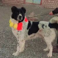 سگ نر قهدرجونی رنگ خاکسری