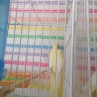 خرید و فروش انواع قناری عروس گرین چیک و...|پرنده|تایباد, |دیوار