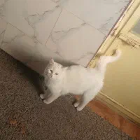 واگذاری گربه خانگی