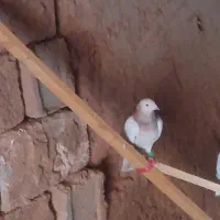 ک. بوتر|پرنده|نیشابور, دارایی|دیوار